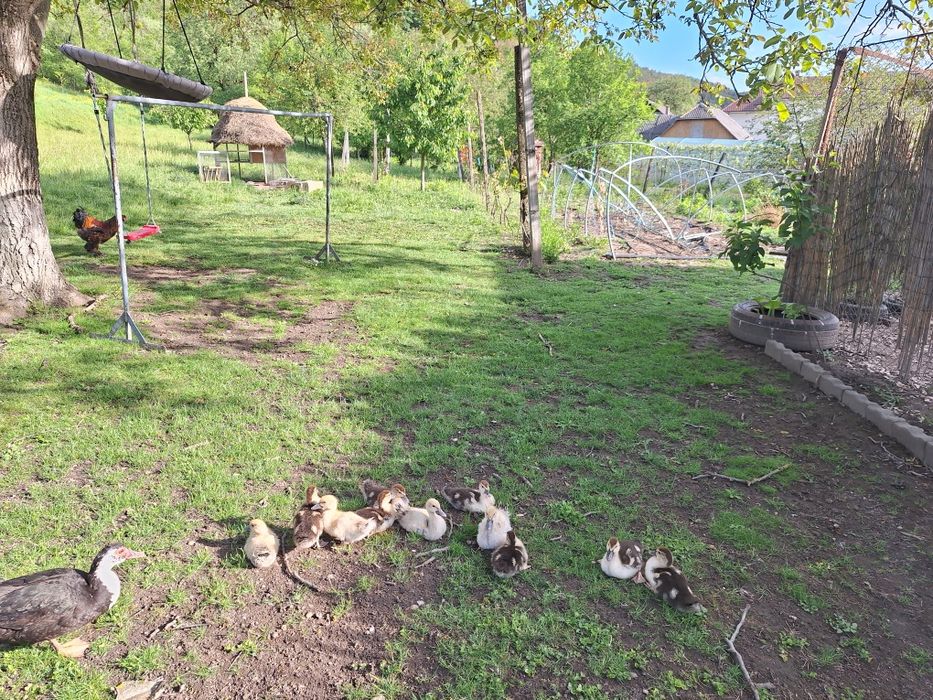 Boboci de rațe leșești