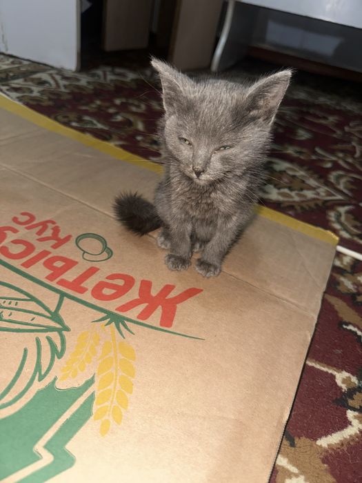 Отдам котенка в хорошие руки