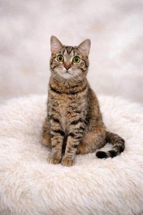 Озорная кошечка ищет дом