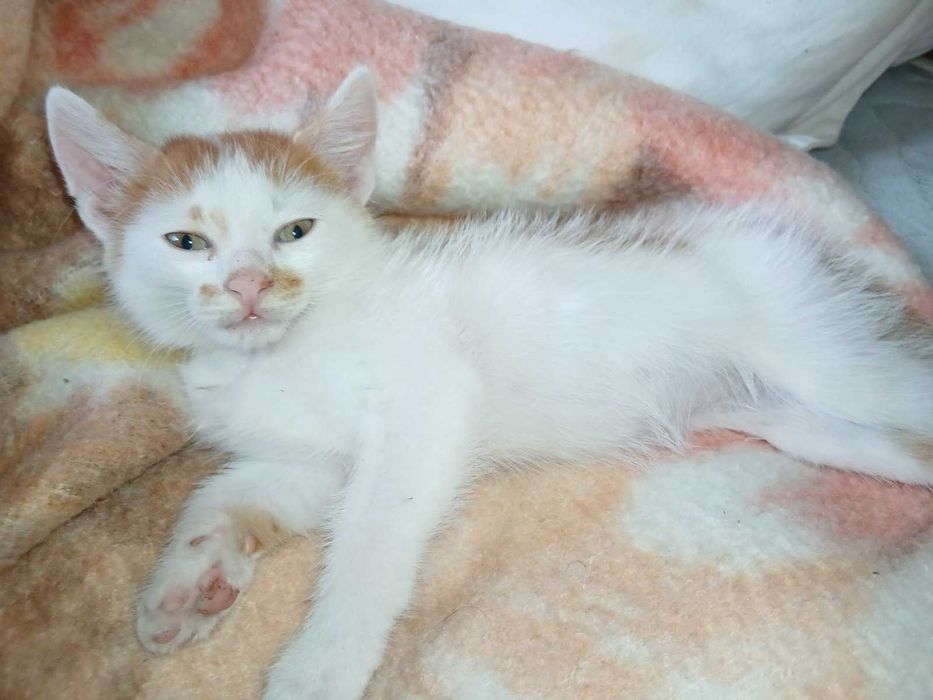 Подарявам котенца