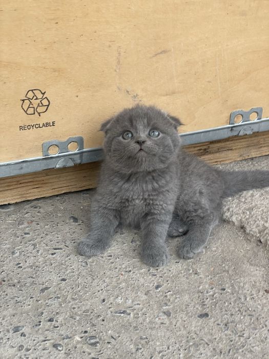 Fold mushukcha sotiladi