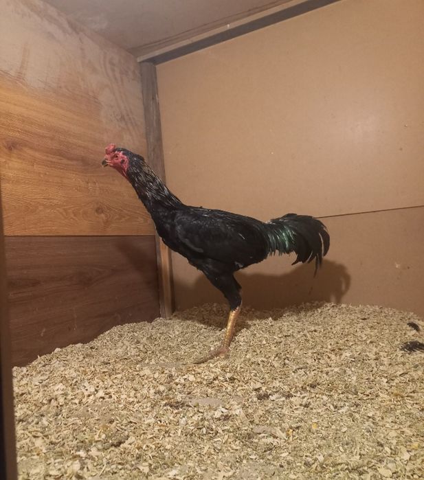 Тулек сатылад 1,5 жылдык