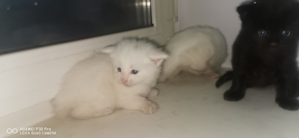 Мейн кун котята продажа