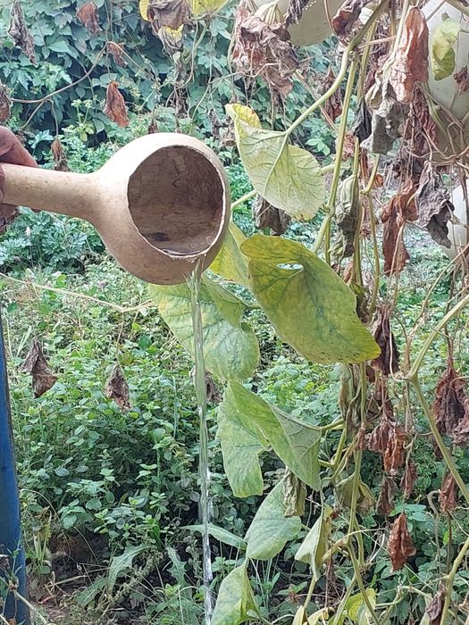 Срочно продам тыквы декоративные