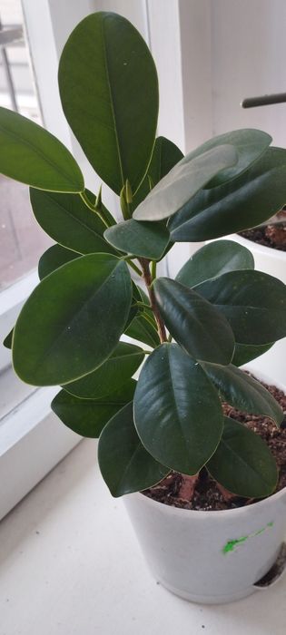 Фикус мокламе микрокарпа.