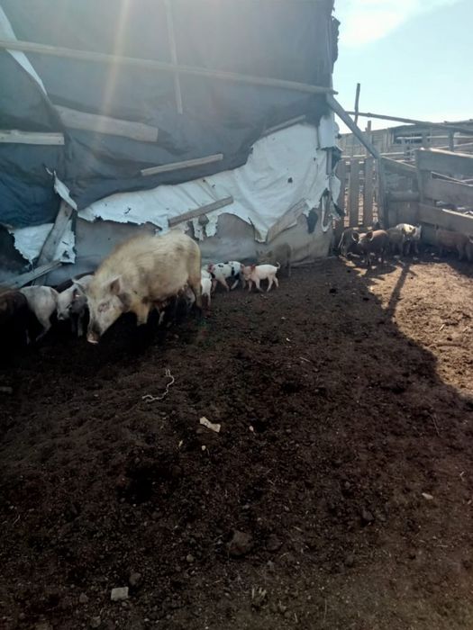 Продам полудиких поросят