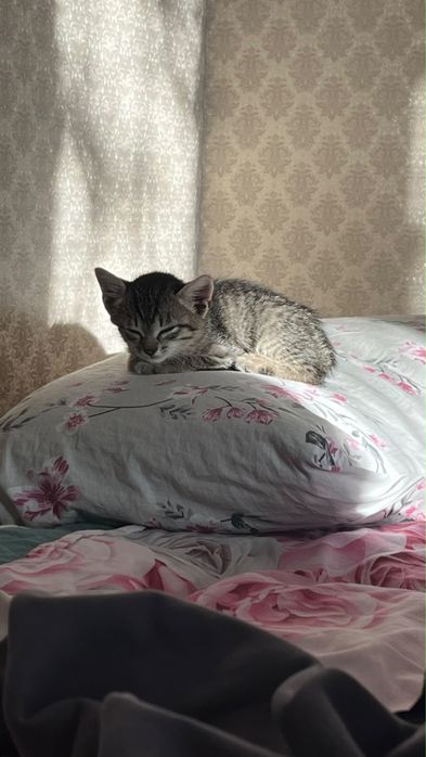 Отдам котят в хорошие руки.