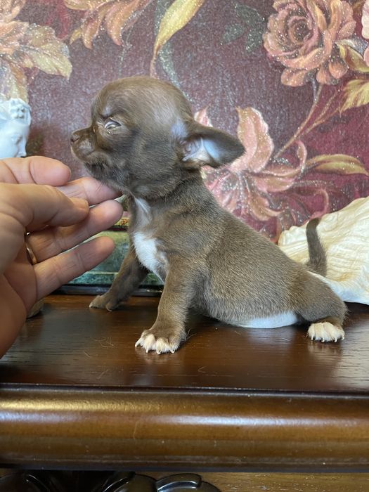 Щенки чихуахуа