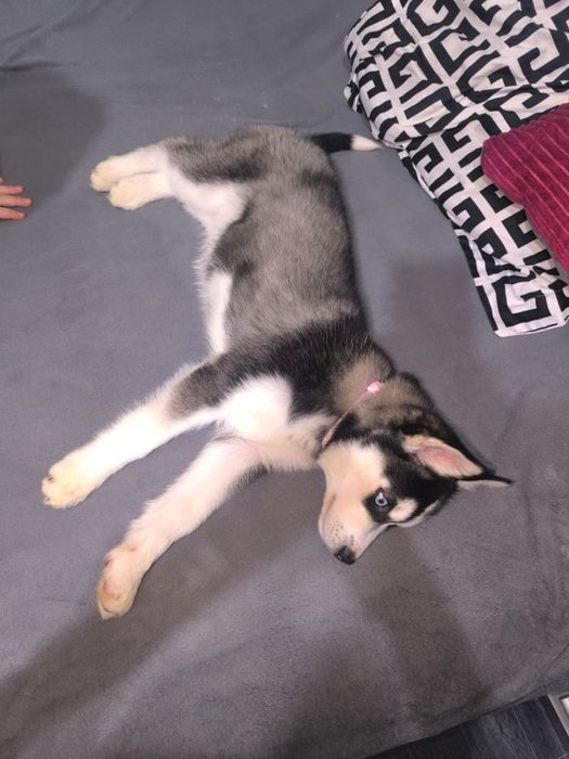 Хаски девочка 3 месяца