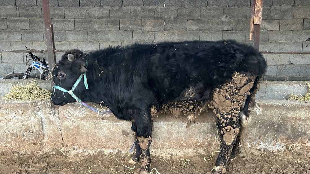 Семіз бұқа сатылады