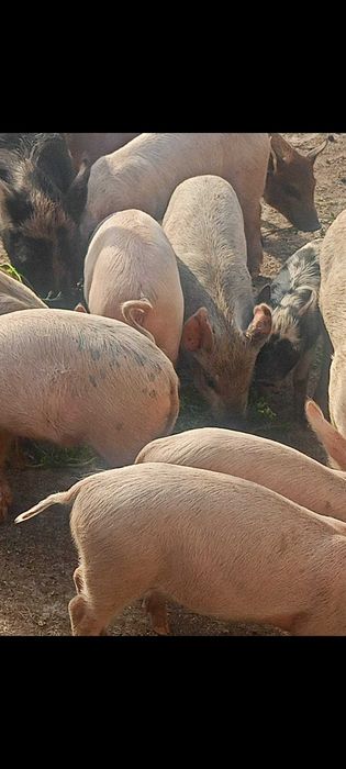 Продавам малки прасенца