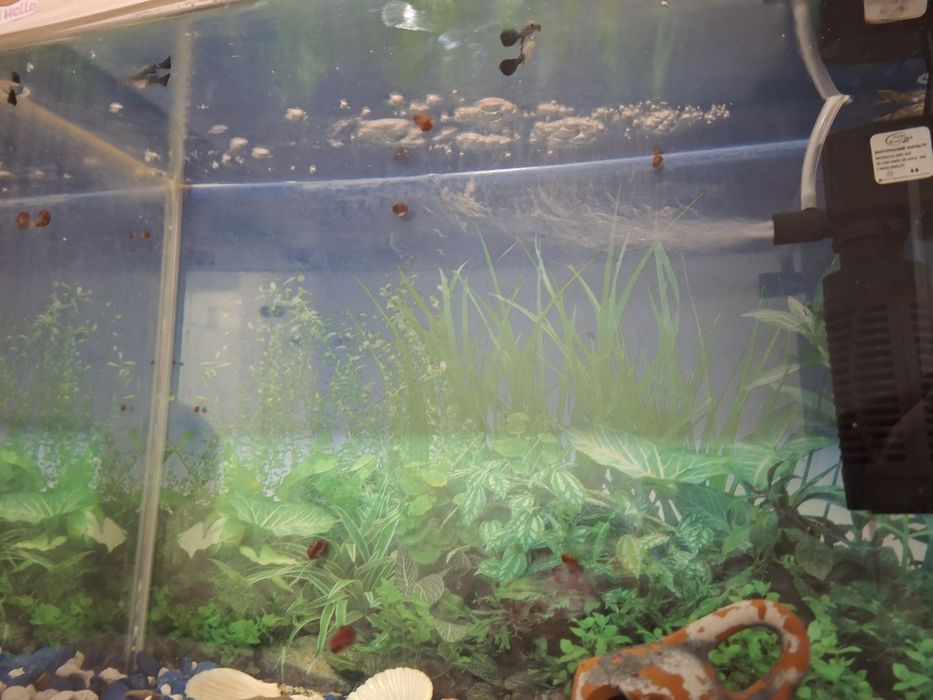 Аквариум с рыбками