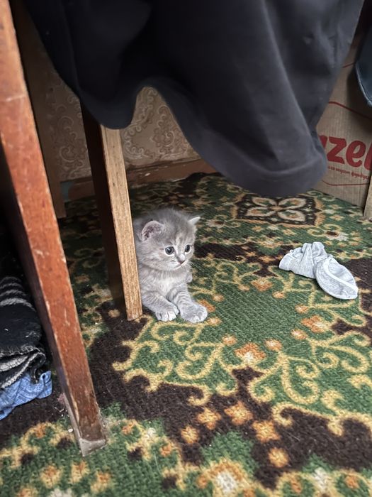 Продаються котята