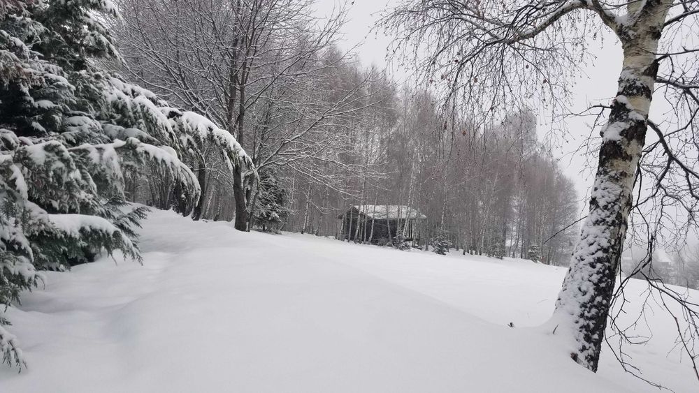 Vand in Rasca teren superb cu padure, pasune, pomi fructiferi si o mica cabana