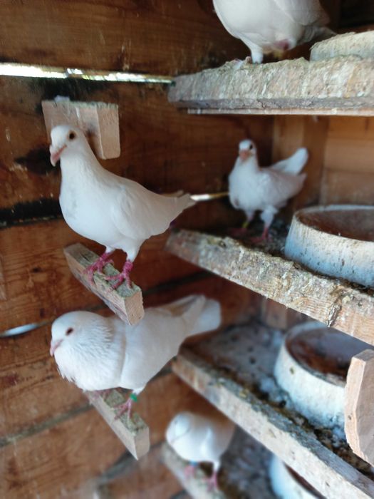 Porumbei ,jucători,și alte rase.