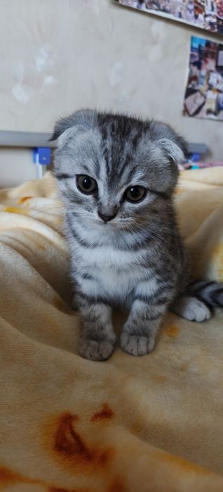 Продажа породистых котят,  им 2-мес.