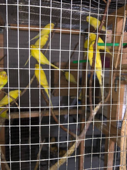 Папугае сотилади маладое