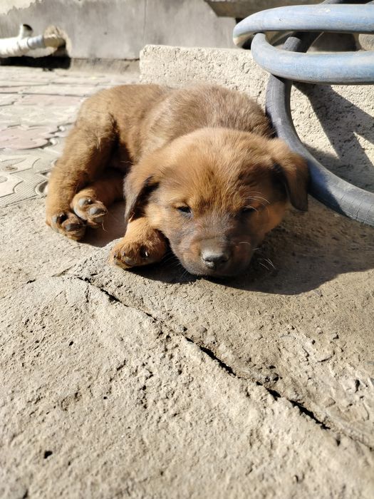 Маленькое счастье ищет дом!