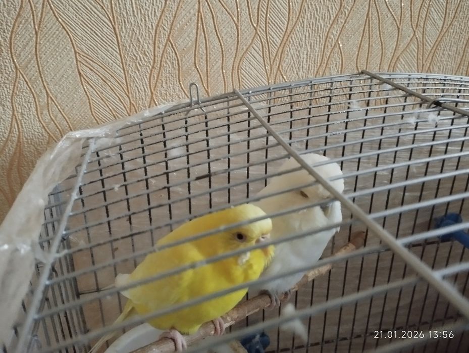 Волнистые попугаи сотилади.