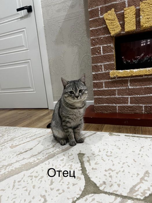 Британские котята