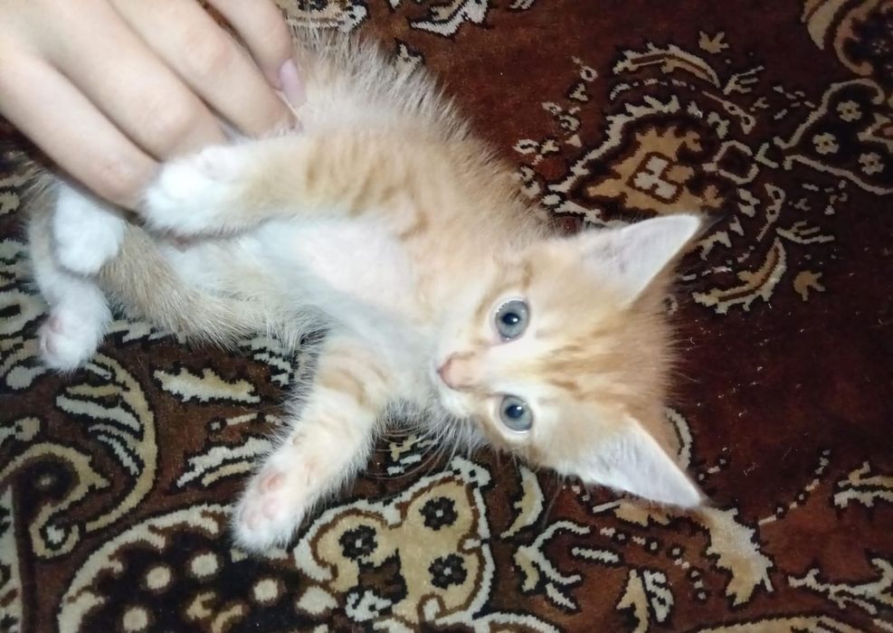 Котята даром , 2 месяца