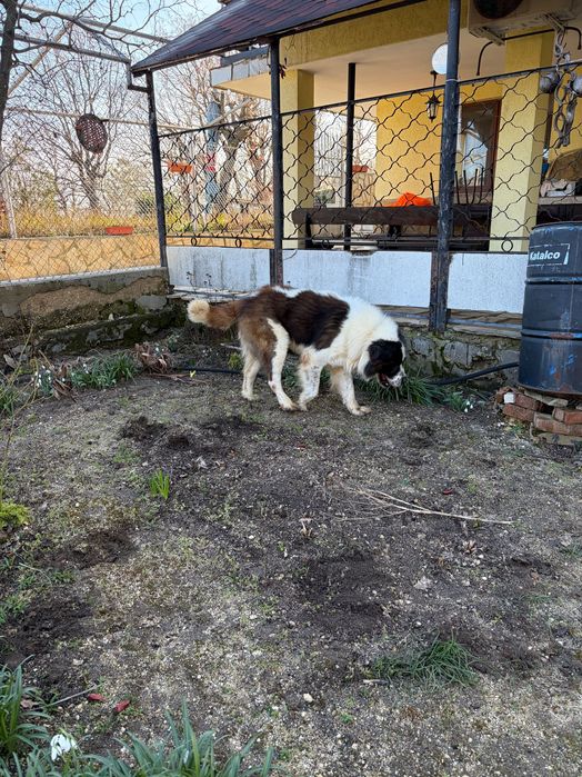 Подарявам мъжко куче Московска страживая