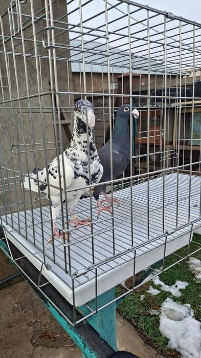 Голуби красивые..