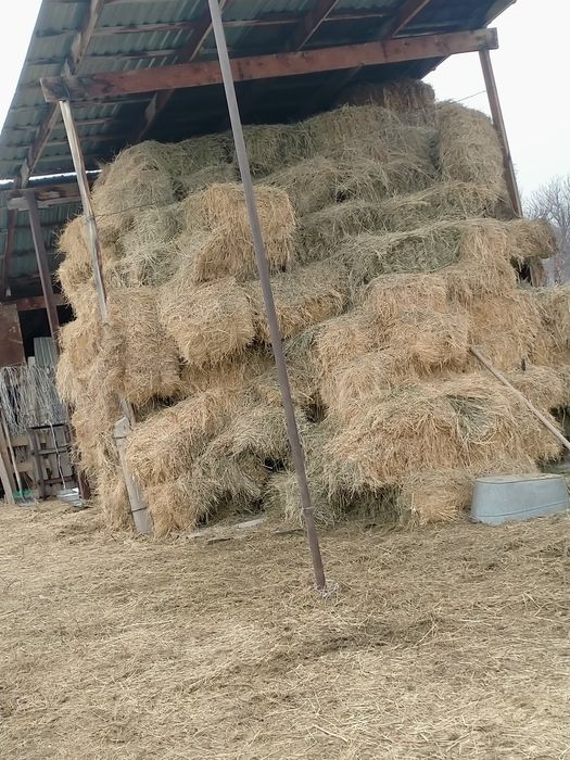 Сено,шөп,жонышка.