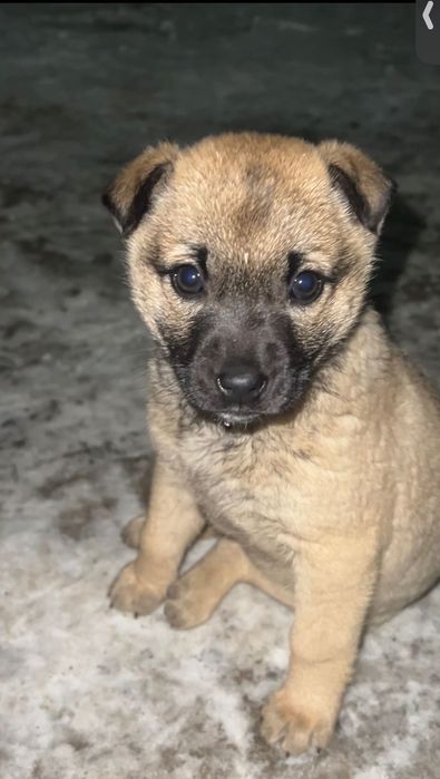 Бездомный щенок.