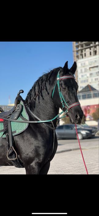 Продется лошадь Фриз