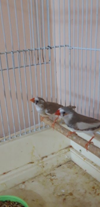 Зебровые амадины