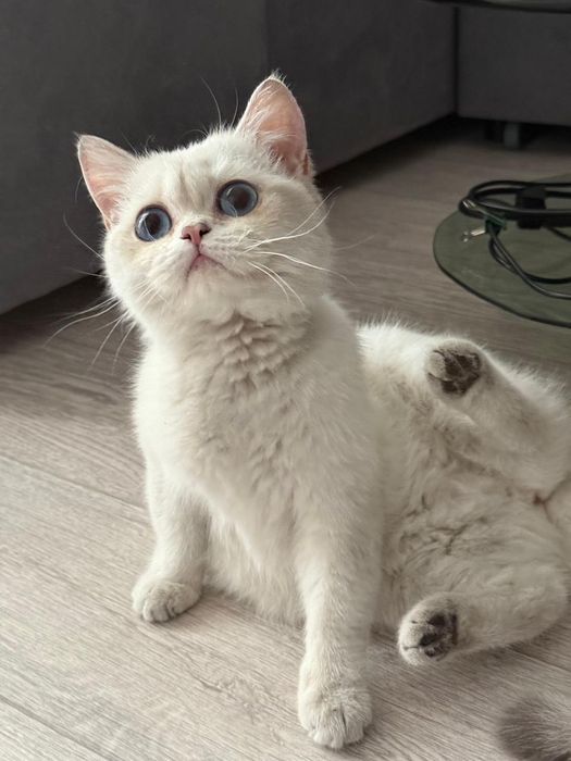 Серебряная шиншилла