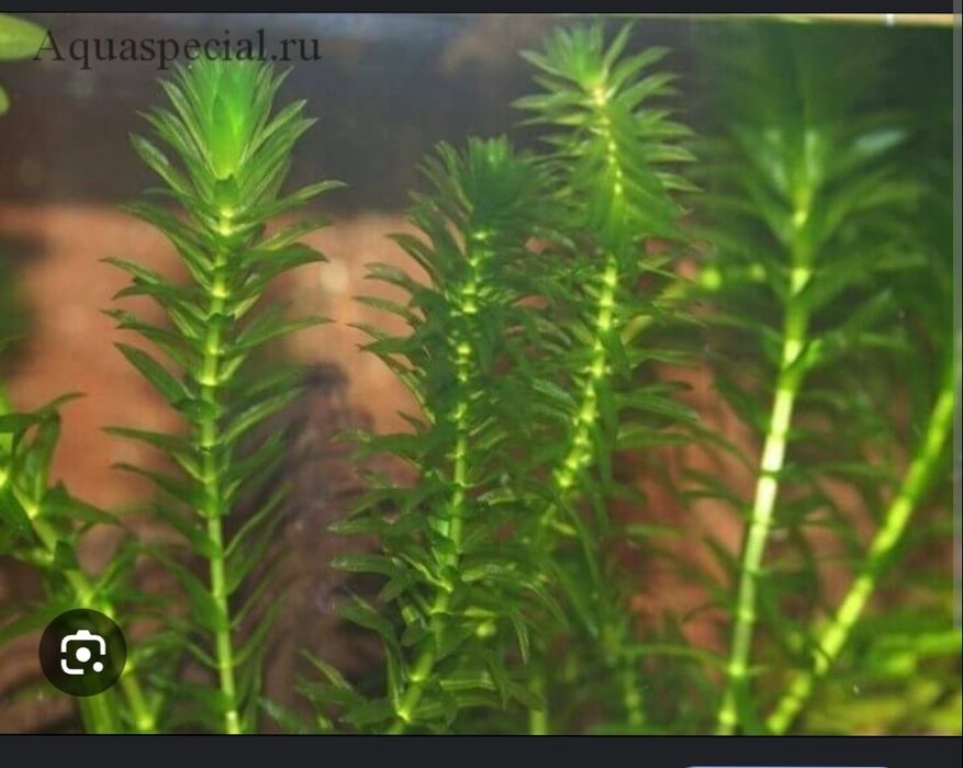 Водоросли в аквариум