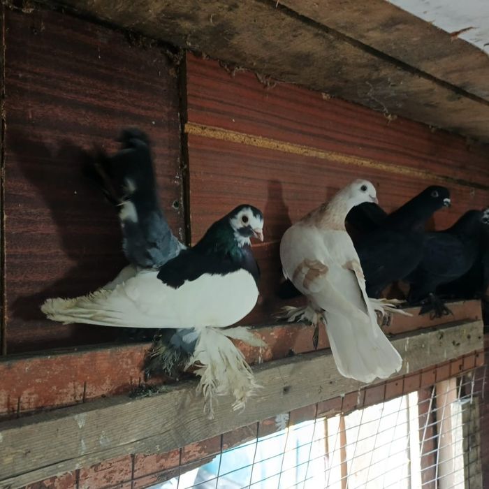 Продам голубей голубок разных