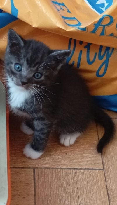 Отдам котёнка мальчик