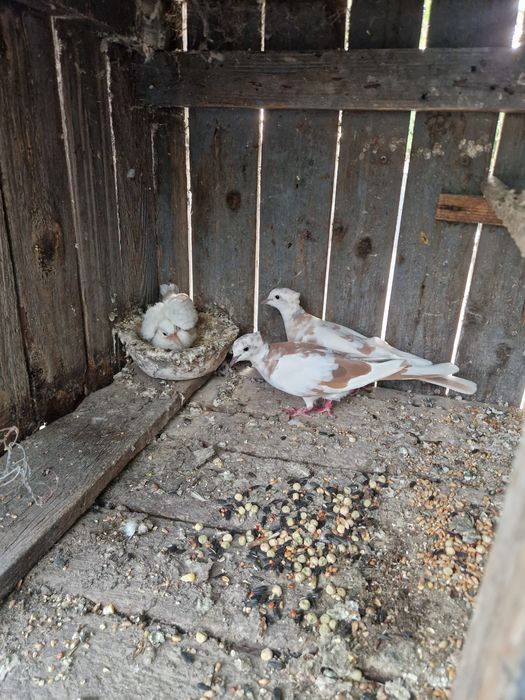Turturele răzătoare cu mot
