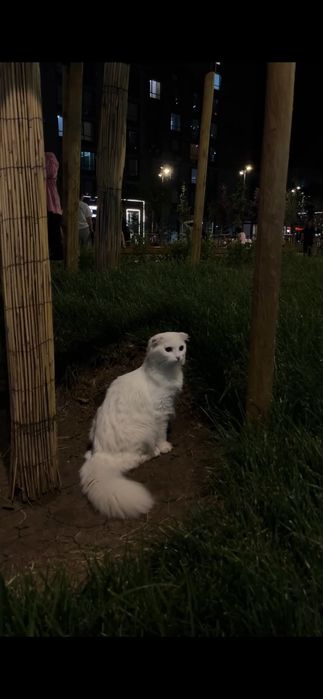 кошка даром, белой масти