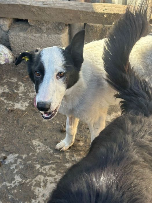 В добрые руки собакп