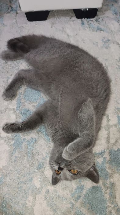 Scottish straight 6 oylik