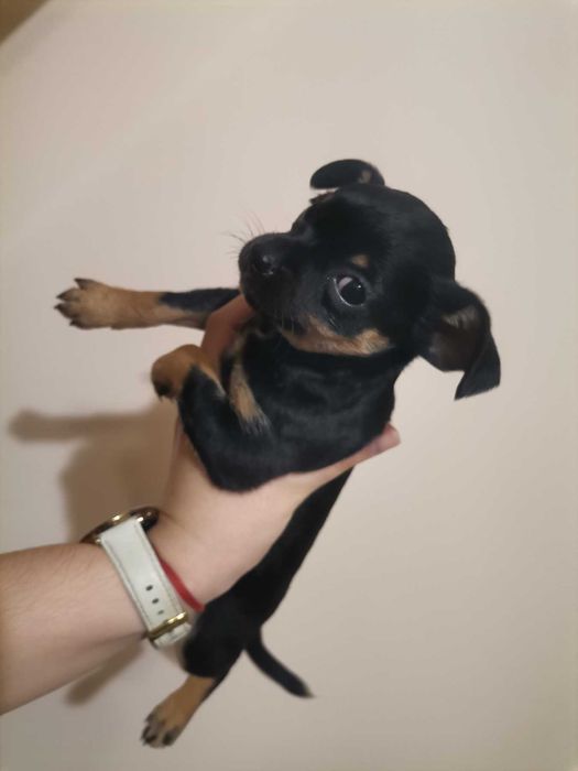 Мини пинчери   1 мъжко и 2женски