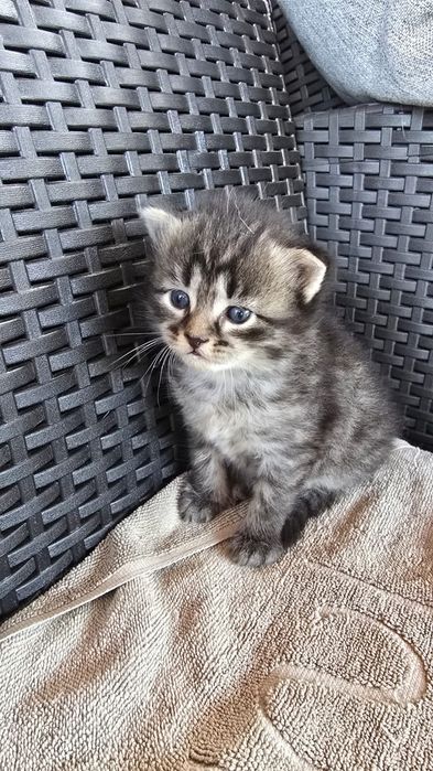 Отдам котят в добрые руки
