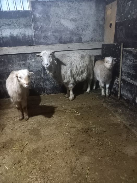 Орыс ешкі Ломанча