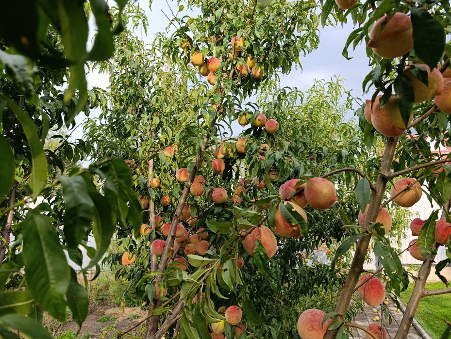 Услуги Садовника Алматы