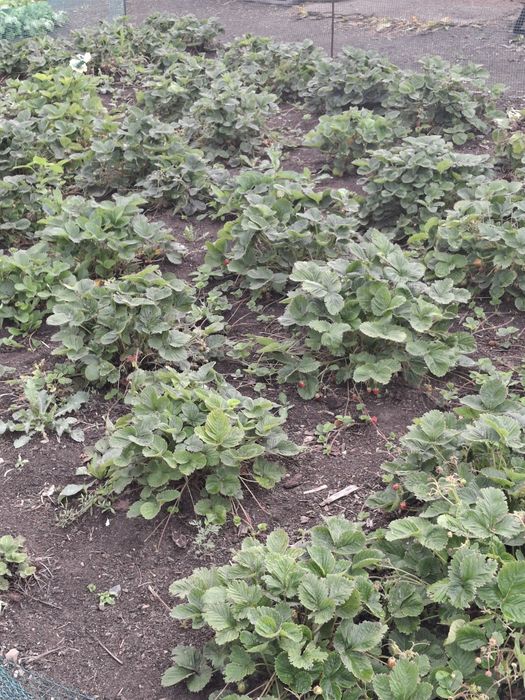 Продам дачу в близи города