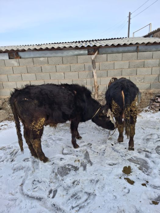 Продам бычков хороших