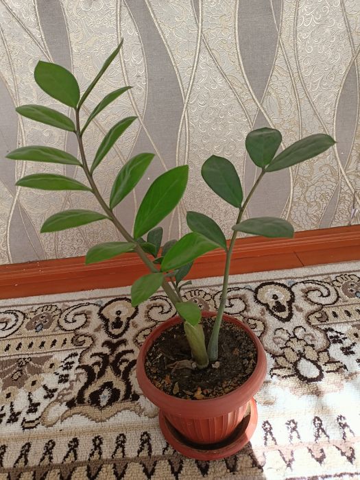 .Цветы домашные.