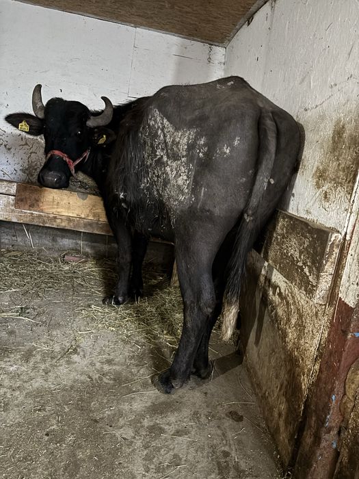 Bivolițe de vanzare