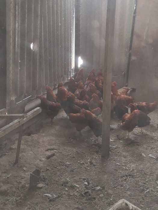 Продам петухов молотки