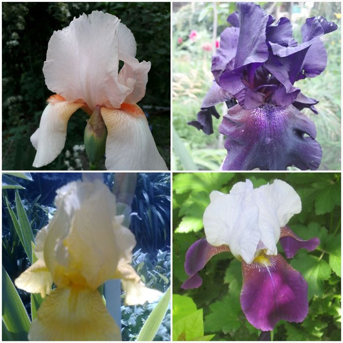 Продаю ирисы ирисы.