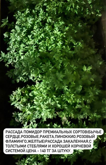 Рассада помидор,капусты,перца болгарского